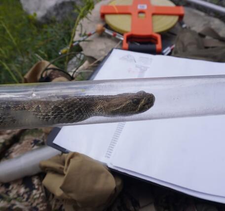 A northern pacific rattlesnake in a retraining tube during research capture