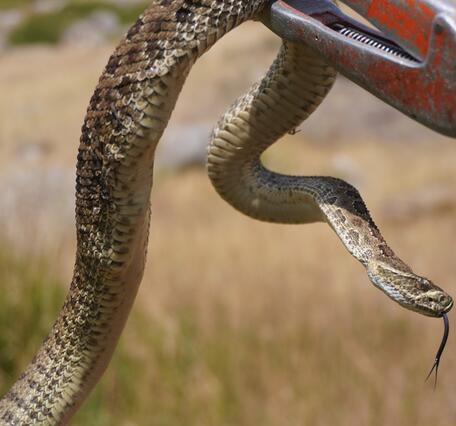 A captured Prairie rattlesnake.