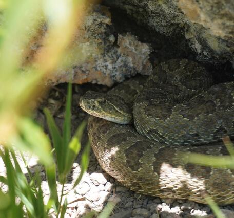 Prairie rattlesnake curled under a rock