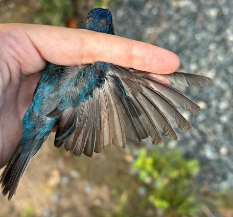 A blue bird held in the hand, with a wing gently outstretched, there are feathers of varying ages.  