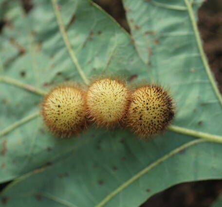 three spiny yellow balls attached to the underside of an oak tree leaf