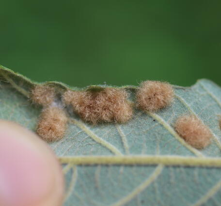 brown fuzzy balls growing on the underside of an oak tree leaf, leaf held by a thumb and finger