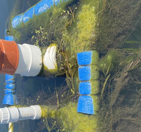 Algae trails from the bottom of a float