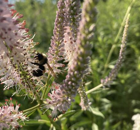 a bumble bee drinks nectar from a pink flower, with other pink flowers around it, greenery blurred in the background
