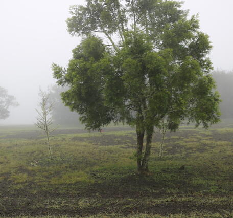 Color photograph of ground surface covered with volcanic fallout