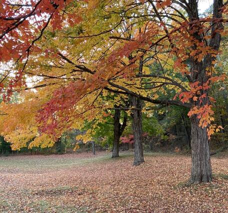 Vibrant autumn foliage of maple trees 