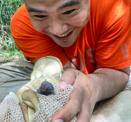 Person wearing an orange shirt leans forward over a shrew held in a gloved hand.