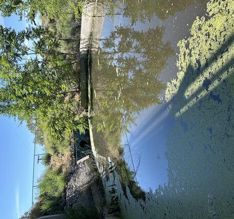 Still, brown water covered on the bottom half by a thin layer of light green algae. The sky is clear. 