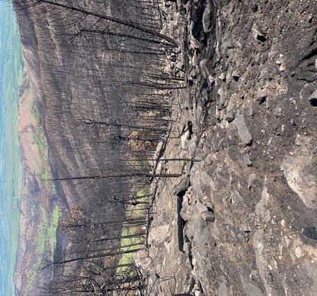 steep hillslope with boulders and burned tree remnants