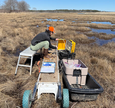 Scientist doing fieldwork in a coastal wetland
