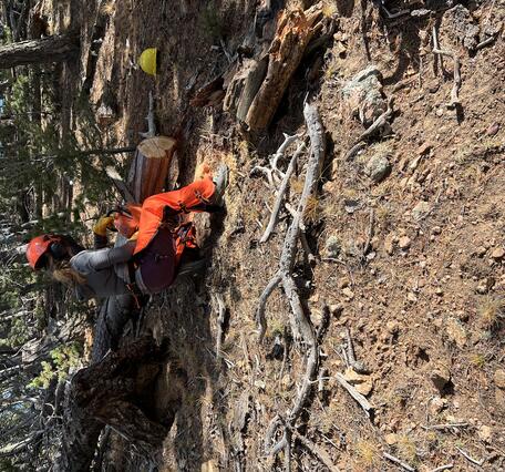 Scientist in the field sawing wood for tree ring samples