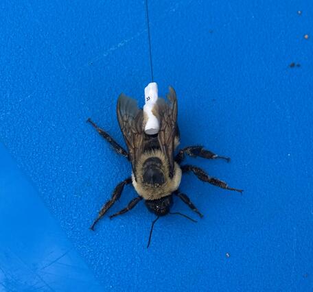 a black and yellow bee sits on top of blue plastic. A small white device with a wire is attached to the back of the bee.