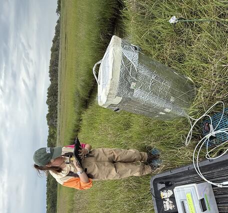 scientist working in coastal wetland