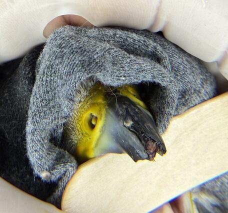 A Peregrine Falcon with a cracked beak. A gray towel covers the bird's eyes during the examination by the rehabber.