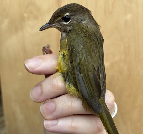 small bird held gently in the hand brown back, yellow belly, and white eye-arcs