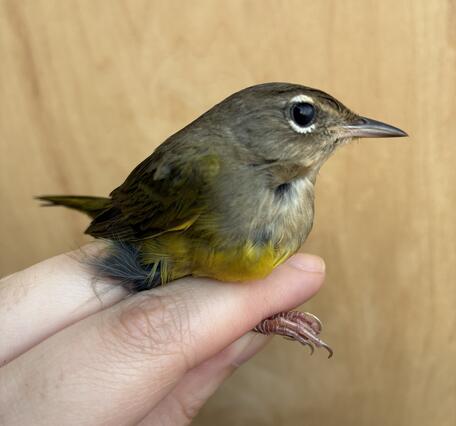 Small bird held gently in the hand with a brown back, yellow belly, and white eye-arcs