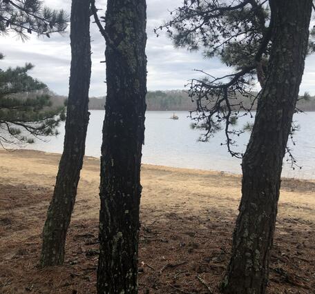 a few trees and a pond with a small boat