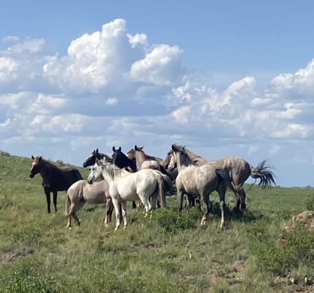 a group of horses run along a grassy landscape