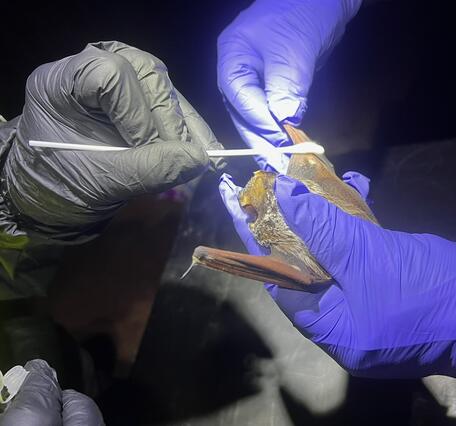hands in purple gloves hold a bat, hand in black glove uses Q-tip to swab the bat