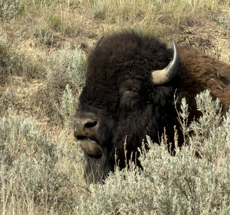 close-up of a large bison's head surrounded by sagebrush and other vegetation