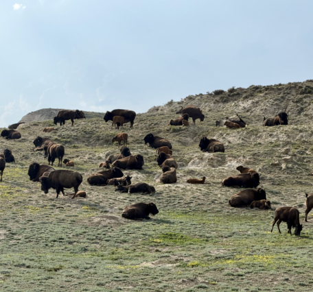dozens of bison graze along a hillside