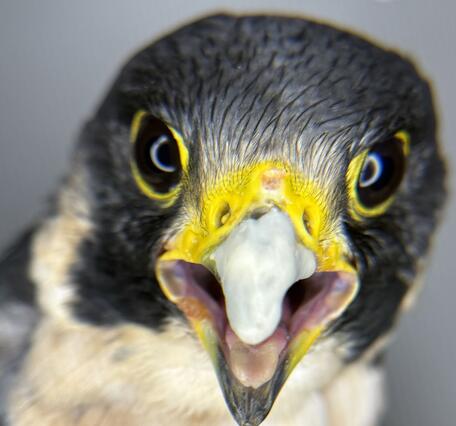 A Peregrine Falcon with a cracked beak. Dental epoxy is used on the split to allow the keratin to regrow and heal.