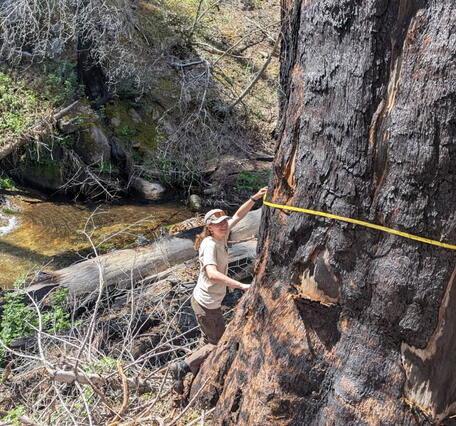 A person measures a large tree trunk with a tape measure