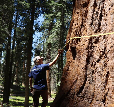A person holds a tape measure around a large tree trunk