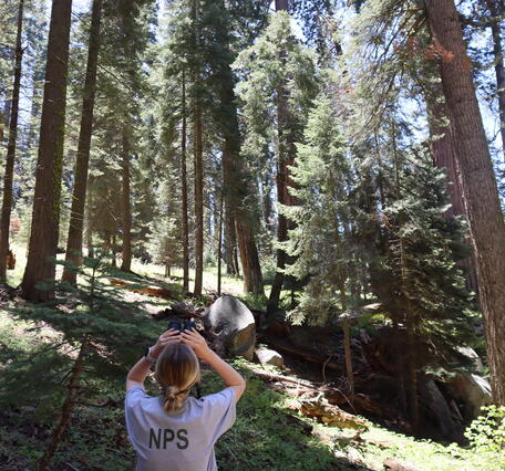 A person looks up at giant sequoia trees