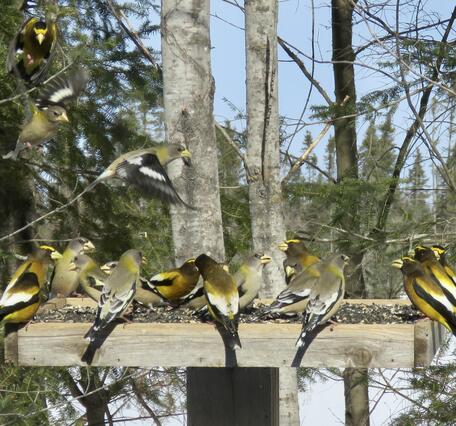 Birds that are black, yellow, and gray with large yellow bills eating sunflower seeds at a feeder during the winter.