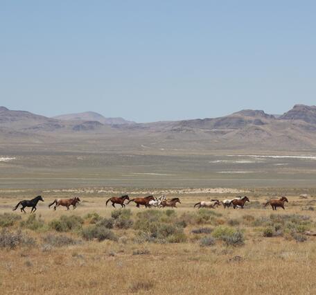 twelve horses run in a line across a sagebrush landscape