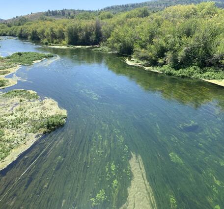 The Portneuf River flows calmly away from the camera. The water is clear and shows long strings of algae growing on the bottom of the channel.