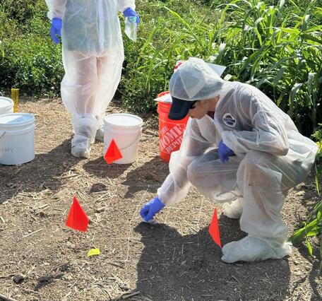 two gloved hands hold a small ziploc bag containing a paper towel. Person is dressed in white body suit. Plants in background