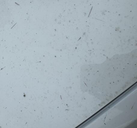 Color photograph of ash and Pele hair on white surface