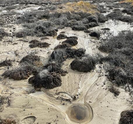Brown grass clumps surrounded by green grass.