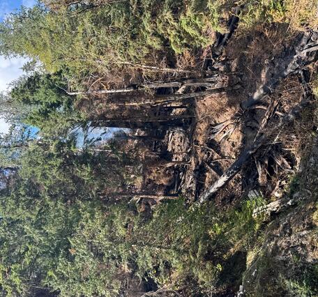 Burned debris on hillside
