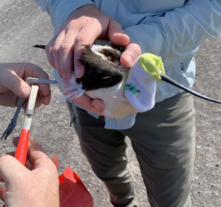 bird held while scientist places small tag around its leg