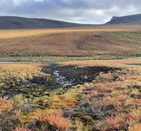 Black vegetation surrounding a creek.