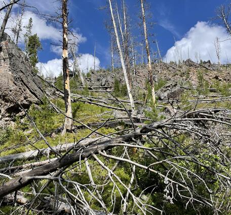 downed and standing dead trees with some gray-pink rock outcrops under partly cloudy sky