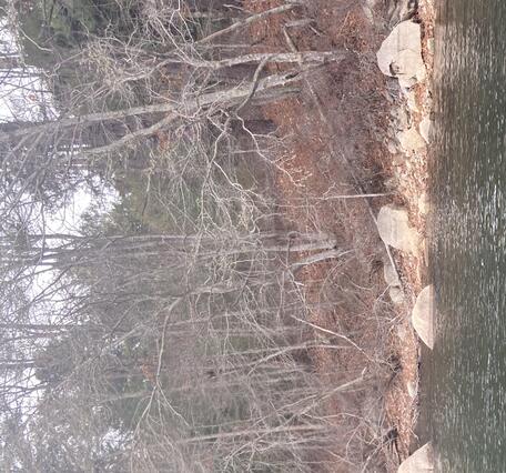 pond and pond shoreline with rocks and bare trees