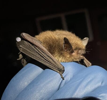 A small bat perches on a gloved hand, its wing folded and its mouth open