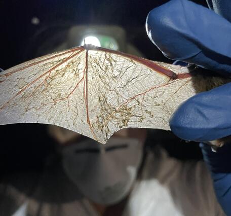 A headlamp shines through the translucent skin of a bat's outstretched wing, illuminating bones, blood vessels, and scars