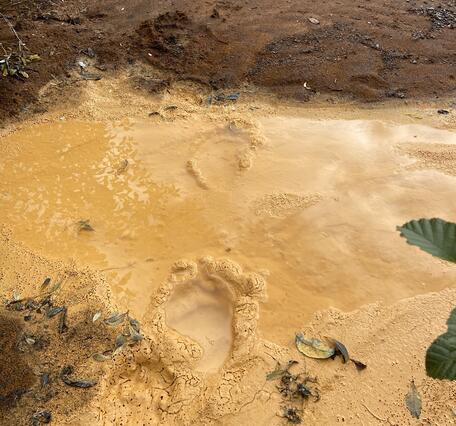 Bear tracks in an orange-stained river.