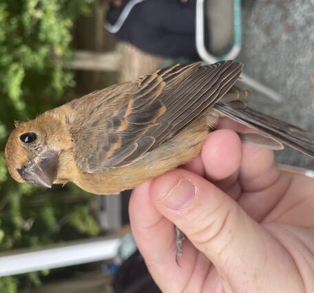 A brown bird in the hand, with a large bill 