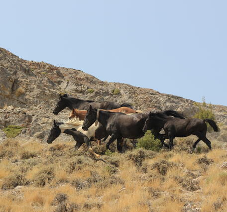 five horses run across a dry shrubland, rocks in the background