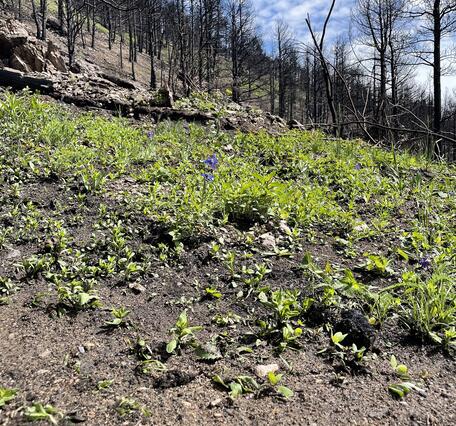 a hillslope in a burned forest partially covered with new vegetation