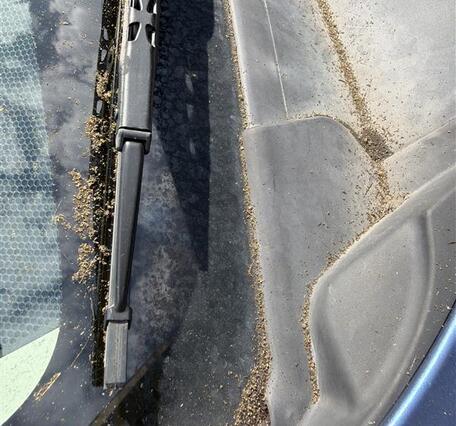 Color photograph of ash on a vehicle windshield and hood