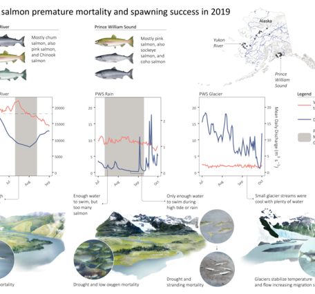 Black text on a white background with three drawings of fish and line graphs showing mortality and spawning success of salmon