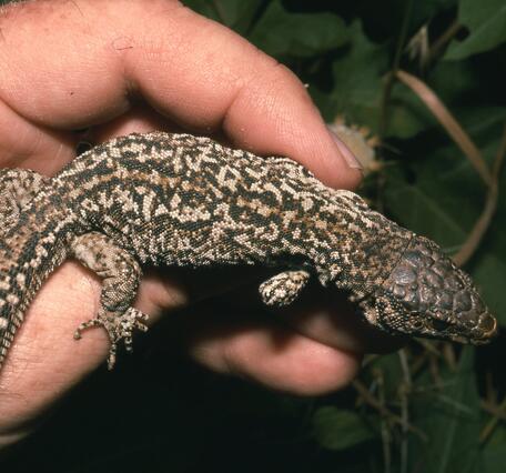 A hand holds an island night lizard, showing brown and brown on white patterns