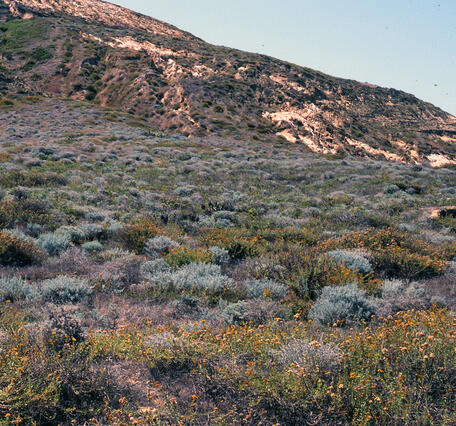 A hillside filled with shrubs and stands of yellow flowers on San Nicolas Island, one of the Channel Islands in CA